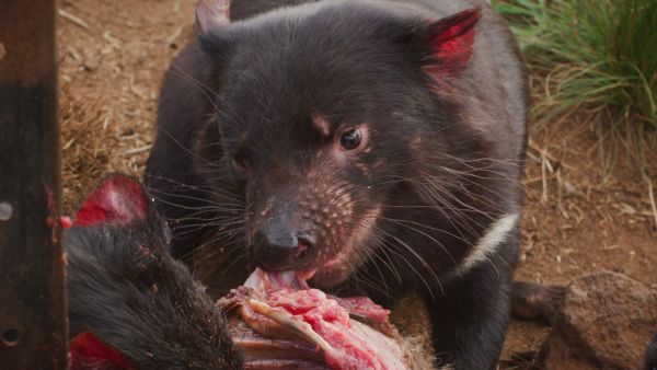 Faszinierende Tierwelt mit Coyote Peterson