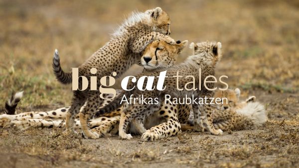 Big Cat Tales - Afrikas Raubkatzen