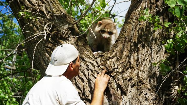 Wild Frank - Abenteuer in Kalifornien