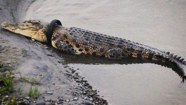 Krokodil in Gefahr