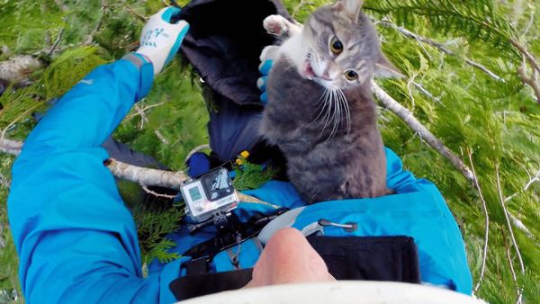 Die Katzenretter - Einsatz in der Baumkrone