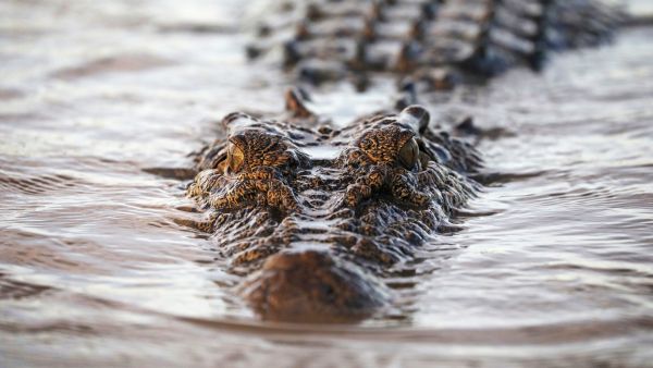 Faszinierende Tierwelt mit Coyote Peterson