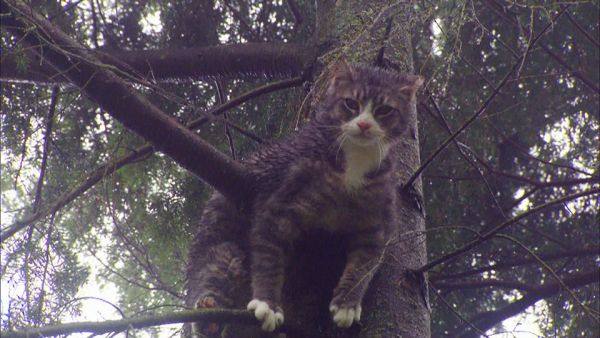 Die Katzenretter - Einsatz in der Baumkrone