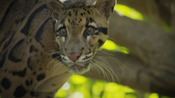 Endangered - Vom Aussterben bedroht