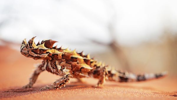 Faszinierende Tierwelt mit Coyote Peterson