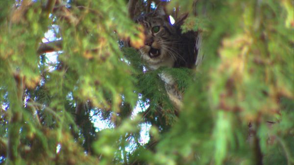 Die Katzenretter - Einsatz in der Baumkrone