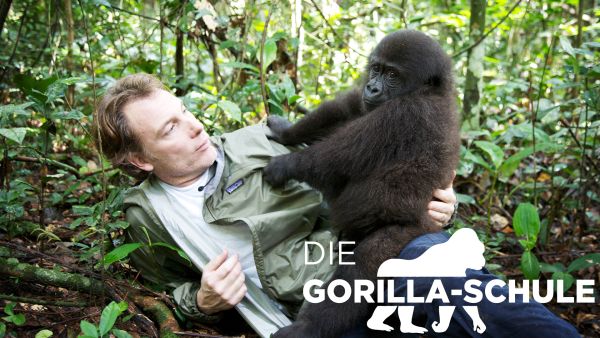 Die Gorilla-Schule