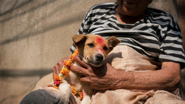 Der Hund - Des Menschen bester Freund