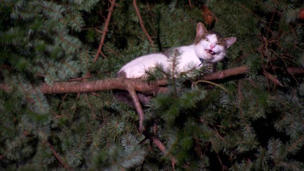 Die Katzenretter - Einsatz in der Baumkrone