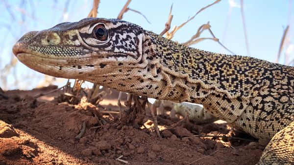 Faszinierende Tierwelt mit Coyote Peterson