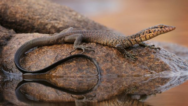 Faszinierende Tierwelt mit Coyote Peterson