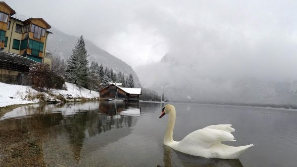 Heimat Österreich